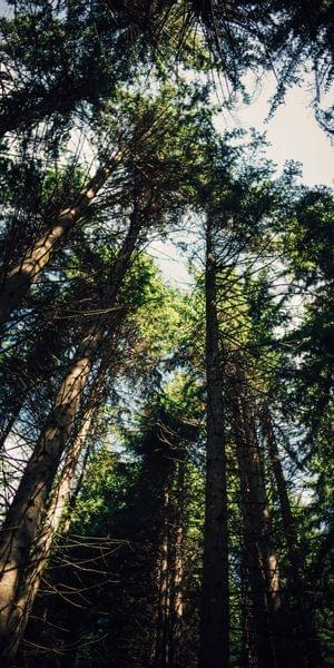 Torghele's Wald + Fluh - Wald Wellness im Hotel im Allgäu